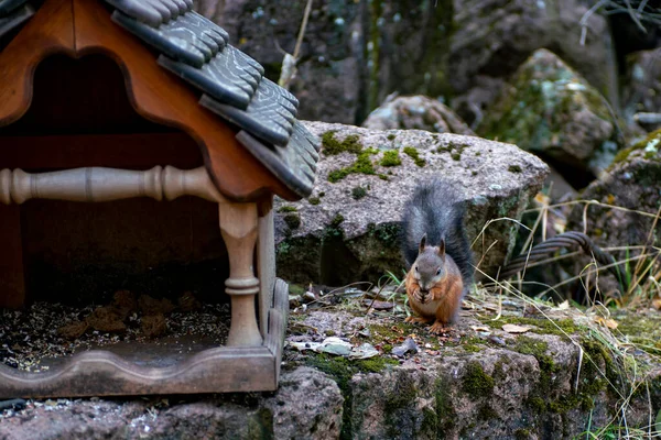Ein Eichhörnchen klickt Pinienkerne auf einen Stein. Braunhörnchen in der Nähe des Futters im Wald. Tiere im Nationalpark. — Stockfoto