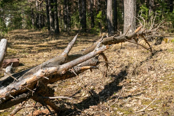 森の中の古い歩道に落ちた丸太. — ストック写真