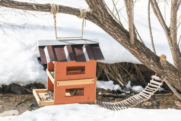 Alimentador de madera en el bosque de invierno en un árbol. —  Fotos de Stock