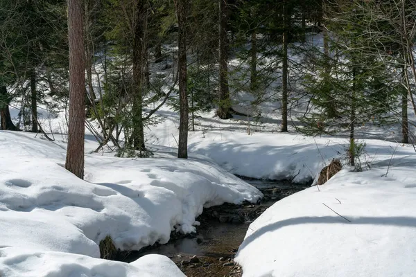 Rio aberto no início da primavera entre snowdrifts. — Fotografia de Stock