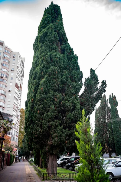 Şehrin kaldırımında kocaman haydutlar var..