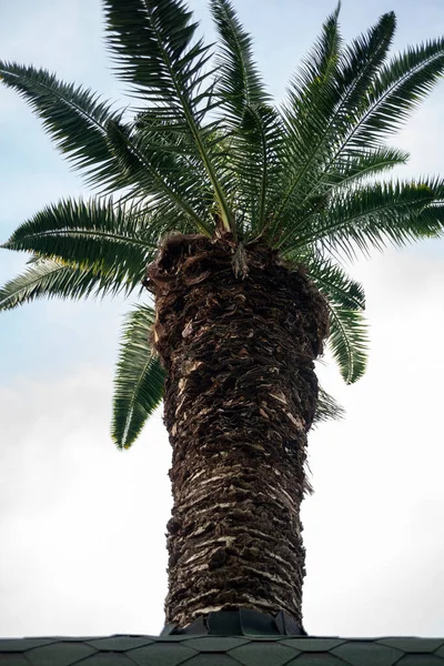 Palma rośnie przez dach nad błękitnym niebem.. — Zdjęcie stockowe