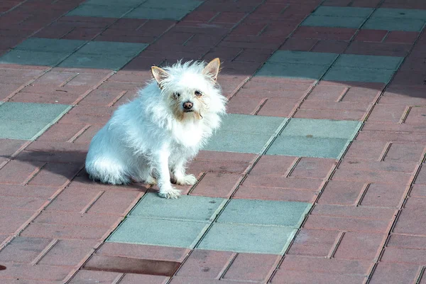 Vit fluffig hund på trottoaren på eftermiddagen. — Stockfoto