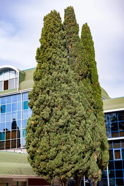 Trunks of massive thujas on the sidewalk of the city. — Stock Photo, Image