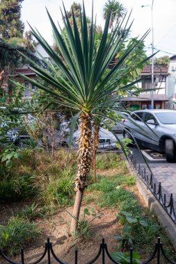 Kaldırımdaki küçük tropikal bir ağacın gür çalısı..