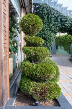 Mecazi olarak binanın önüne oyulmuş yeşil bir çalı..