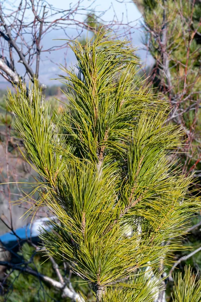 A lush branch of a cedar tree with resinous buds. — Stockfoto
