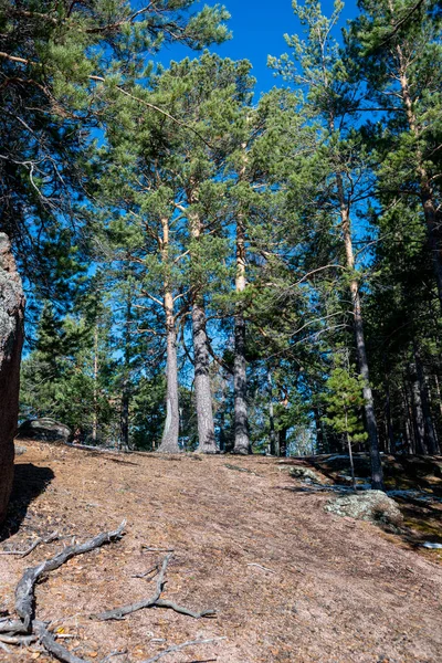 Ormanın kenarındaki çam ağaçları mavi gökyüzüne karşı.