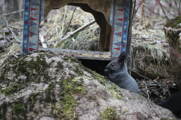 Grauhörnchen im Herbstwald auf dem Stein. — Stockfoto