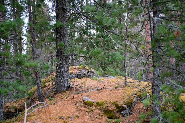 A hill in a pine forest in early autumn. — Stockfoto