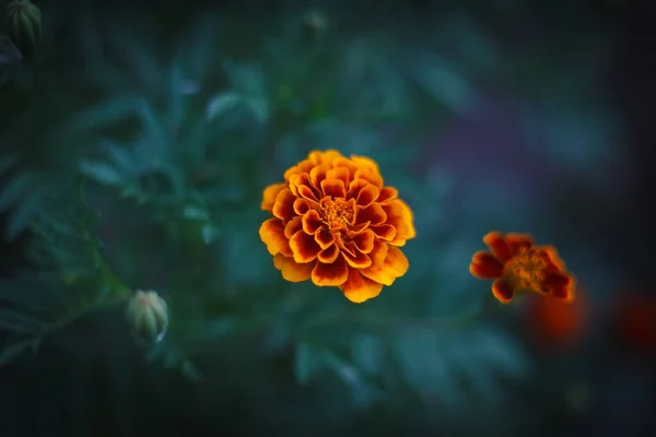 가까이에 있는 정원에 있는 밝은 꽃타기 — 스톡 사진