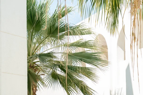 Zielone liście palmy Thrinax Radiata na białej architekturze arabskiej z łukami — Zdjęcie stockowe