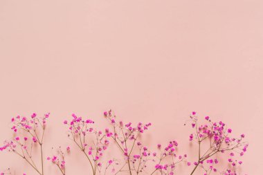 Üst görünüm pembe arkaplanda çingenenin narin pembe çiçekleri 