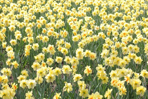 Żółty Żonkil Kwiaty Kwitnące Wiosną — Zdjęcie stockowe