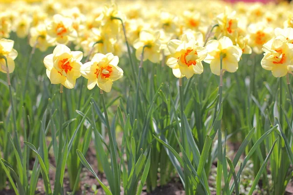 Żółty Żonkil Kwiaty Kwitnące Wiosną — Zdjęcie stockowe