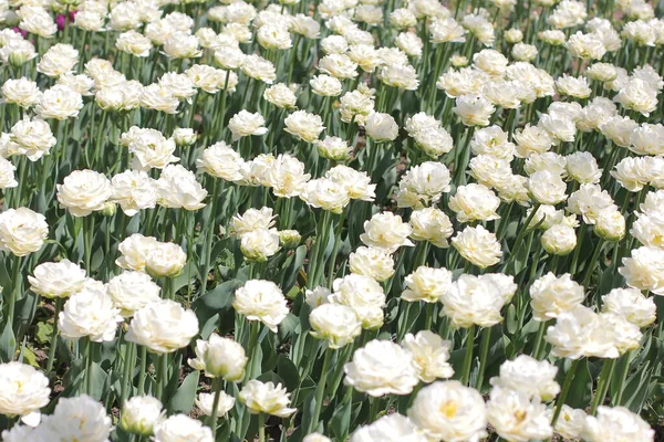Białe Tulipany Tle Rozmycia Zbliżenie Polu Żarówki Wiosną — Zdjęcie stockowe
