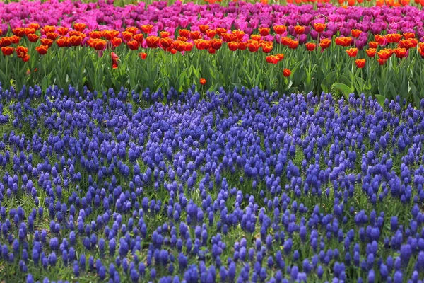 Många Färgglada Tulpaner Och Påskliljor Tulpanparken Ukraina — Stockfoto