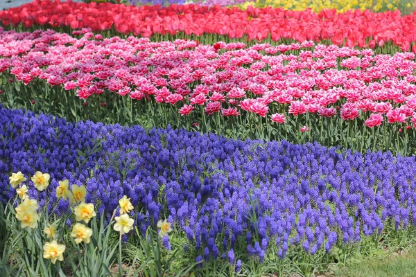 Många Färgglada Tulpaner Och Påskliljor Tulpanparken Ukraina — Stockfoto