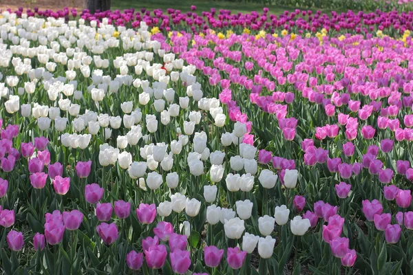 Wiele kolorowych tulipanów i żonkili w parku tulipanowym na Ukrainie — Zdjęcie stockowe