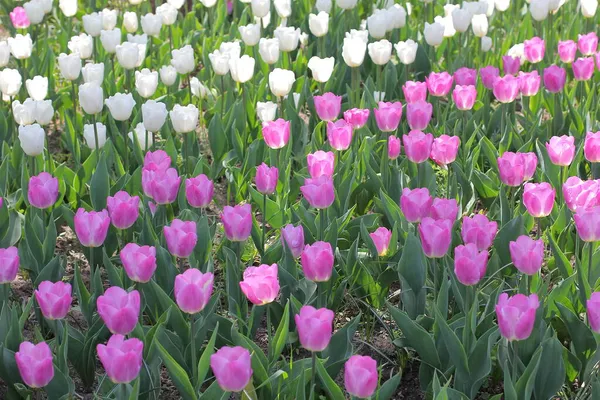 Wiele kolorowych tulipanów i żonkili w parku tulipanowym na Ukrainie — Zdjęcie stockowe