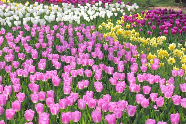 Muitas tulipas coloridas e narcisos no parque tulipa na Ucrânia — Fotografia de Stock