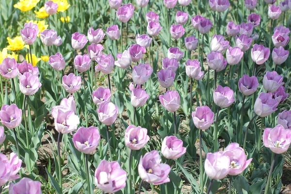 公園内の多くの紫色のチューリップ。紫色のチューリップのマクロ写真。春の花。雨が降った後のライラックの花 — ストック写真