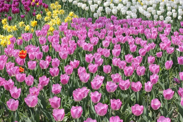 Wiele fioletowych tulipanów w parku. Makro zdjęcie fioletowych tulipanów. Wiosenny kwiat. Kwiaty lilii po deszczu z kroplami deszczu — Zdjęcie stockowe