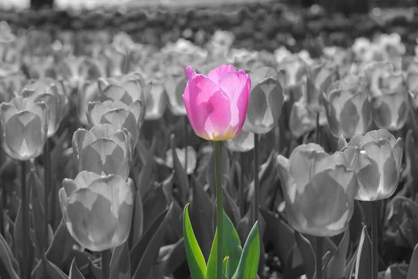 Pink Tulip Black White Background — Stock Photo, Image