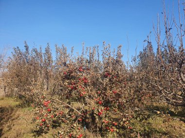 Red apples on a tree. Apple orchard. Apple trees garden in autumn