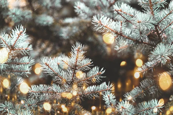 Noel ağacı ışıkları soyut arkaplan