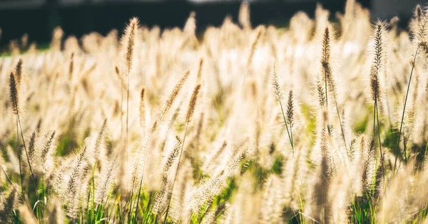 Wabi sabi herbe de blé sec sur fond de coucher de soleil Photos De Stock Libres De Droits