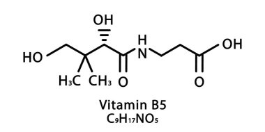 B5 vitamini Pantothenic moleküler yapısı. B5 vitamini Pantothenic iskelet kimyasal formülü. Kimyasal moleküler formüller
