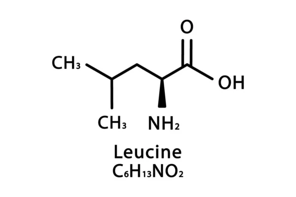Leucin molekylær struktur. Leucin skelet kemisk formel. Kemisk molekylær formel vektorillustration – Stock-vektor