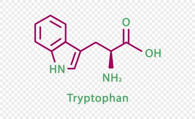 Tryptophan kimyasal formülü. Tryptophan yapısal kimyasal formülü şeffaf arkaplanda izole edildi.