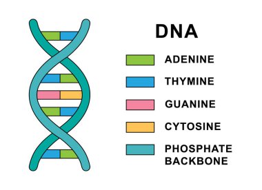 Sarmal Deoksiribonükleik asit molekülünün yapısı. Nükleobaz yapı tanımlı DNA molekülü - sitozin, guanin, adenin, timin. Deoksiribonükleik asit sarmal yapı çizimi.