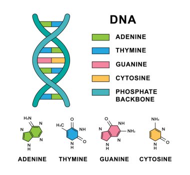 Deoksiribonükleik asit molekülü sarmal DNA nükleobazları moleküler formüller. Nükleobaz yapısı olan DNA molekülü - sitozin, guanin, adenin, timin. Deoksiribonükleik asit yapısı