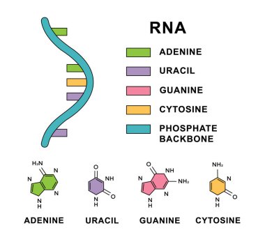 RNA nükleobazları moleküler formülleri olan ribonükleik asit molekülü sarmalı. Nükleobaz yapı tanımlı RNA molekülü - sitozin, guanin, adenin, urasil. Ribonükleik asit sarmal yapısı