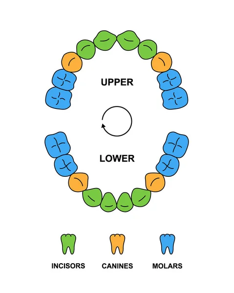 Дитяча Стоматологія Зубів Анатомія Описами Дитячі Верхні Нижні Частини Щелепи — стоковий вектор
