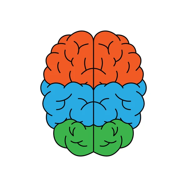 Menselijke Hersenen Met Hoofddelen Sectie Van Het Centrale Zenuwstelsel Gezond — Stockvector