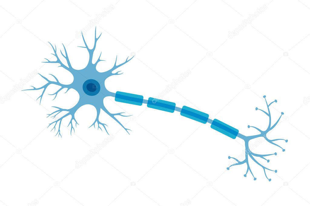 Human neuron structure. Brain neuron cell illustration. Synapses, myelin sheat, cell body, nucleus, axon and dendrites scheme. Neurology illustration isolated on a white background.