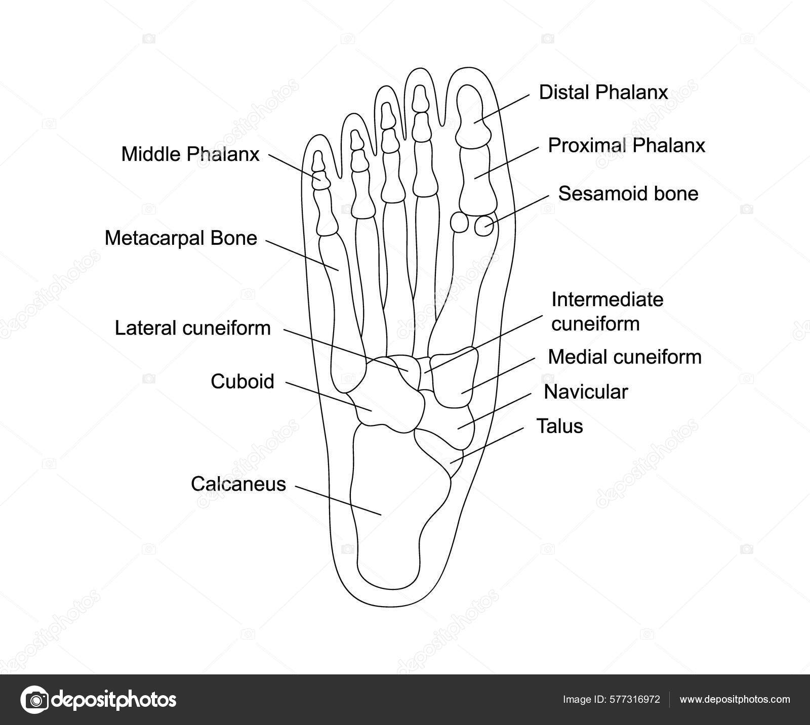 Anatomía Los Huesos Del Pie Humano Con Descripciones Estructura Las vector, gráfico vectorial