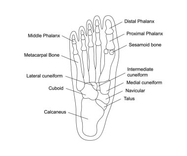 İnsan ayak kemikleri anatomisi. Ayak parçaları yapısı. İnsan iç organı çizimi. Talus, calcaneus, tarsals, cuboid, metatarsals bacak temel parçaları.