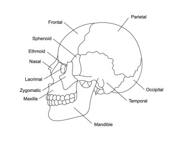 İnsan kafatası anatomisi ve tanımları. Kafatası parçaları yapısı. İnsan iç organı çizimi. Elmacık kemiği, burun, üst çene, şakak, ön kafa parçaları..