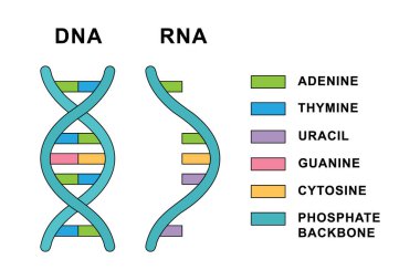 Ribonükleik asit ve Deoksiribonükleik asit moleküllerinin yapısı. Nükleobaz yapısı olan DNA ve RNA molekülleri - sitozin, guanin, adenin, urasil, timin. Helikal yapı