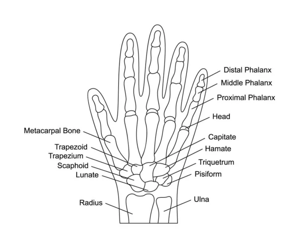 Анатомия Человеческих Костей Рук Описаниями Структура Частей Рук Иллюстрация Внутренних — стоковый вектор