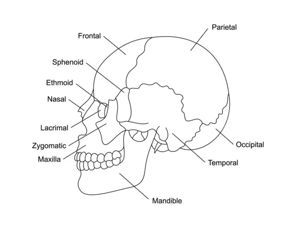 Anatomía Los Huesos Del Cráneo Humano Con Descripciones Estructura Las — Vector de stock