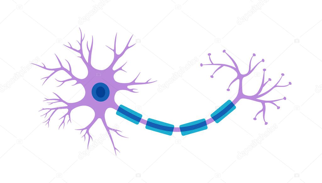 Brain neuron symbol. Human neuron cell illustration. Synapses, myelin sheat, cell body, nucleus, axon and dendrites scheme. Neurology illustration isolated on a white background.