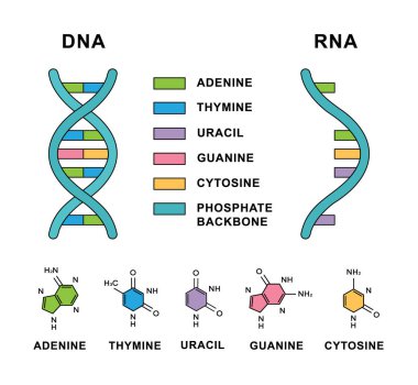 Deoksiribonükleik asit ve nükleobazlı moleküler formüllü Ribonükleik asit spiralleri. Nükleobaz yapı tanımlı DNA ve RNA molekülü- sitozin, guanin, adenin, urasil, timine.