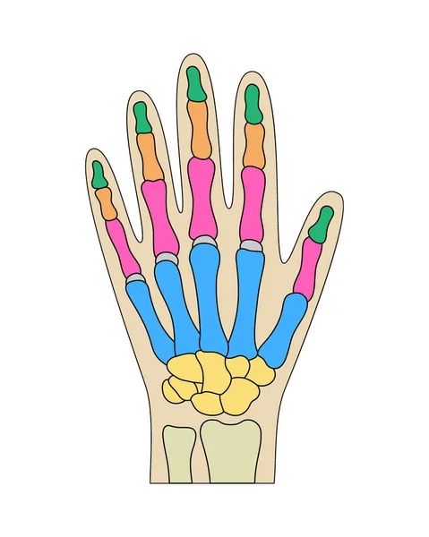 人の手の骨の解剖 カラーハンドパーツ構造 人間の手首図ベクトルイラスト 医学部の教育内容 — ストックベクタ