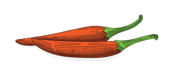 Red Hot Chilli Papričky Ručně Kreslené Skica Red Hot Chilli — Stockový vektor